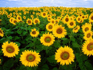 sunflowerfields.jpg