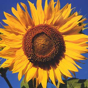 sunflower99.jpg